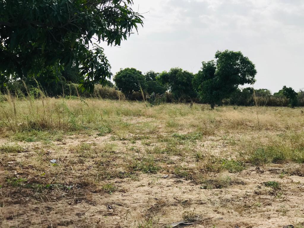 Verger Fruitier de 8 528 m² à Taïba Ndiaye