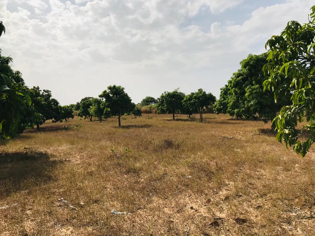 Verger Fruitier de 1,07 hectare à Taïba Ndiaye