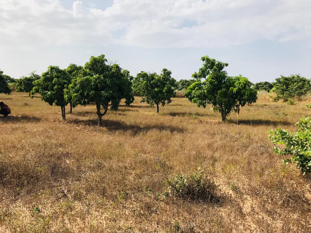 Verger Fruitier de 1,07 hectare à Taïba Ndiaye