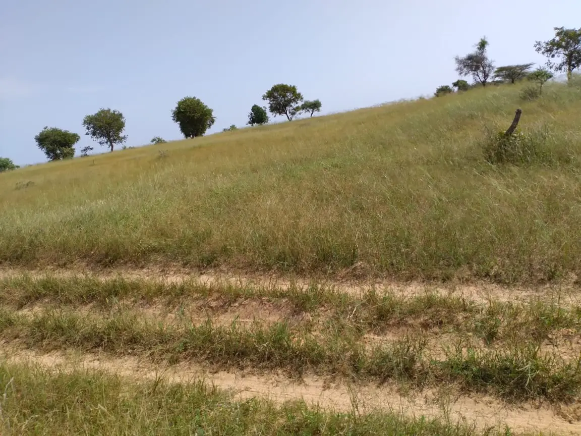 Terrain de 2,69 hectares à Louga