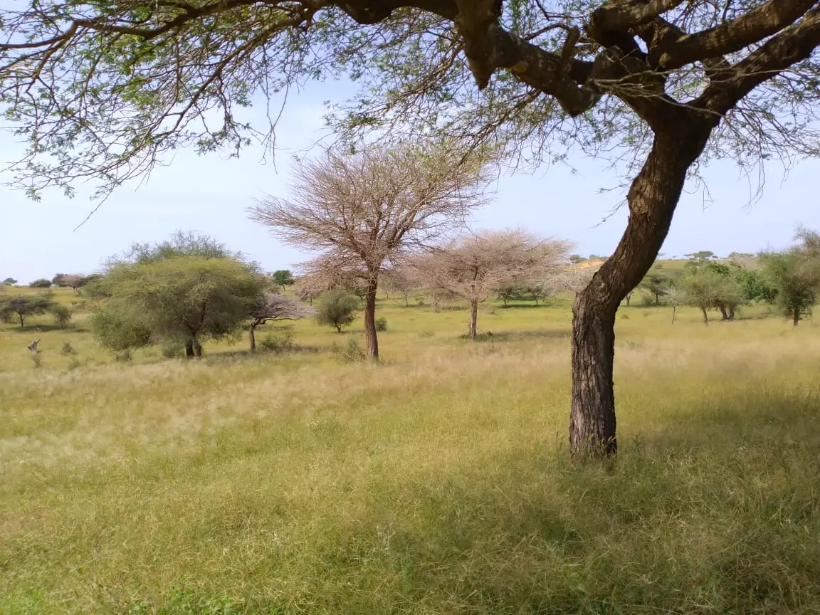 Terrain de 2,69 hectares à Louga