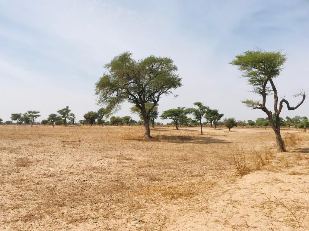 Terrain de 1,5 hectare à Touba Toul