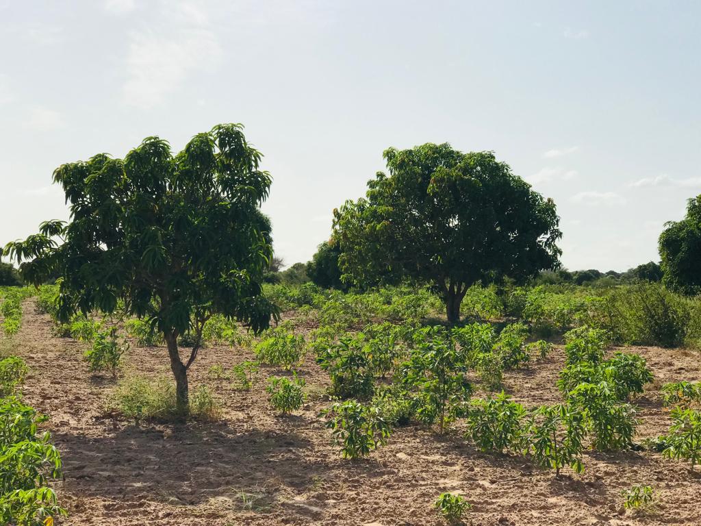 Verger Agricole de 4981 m² à Pire