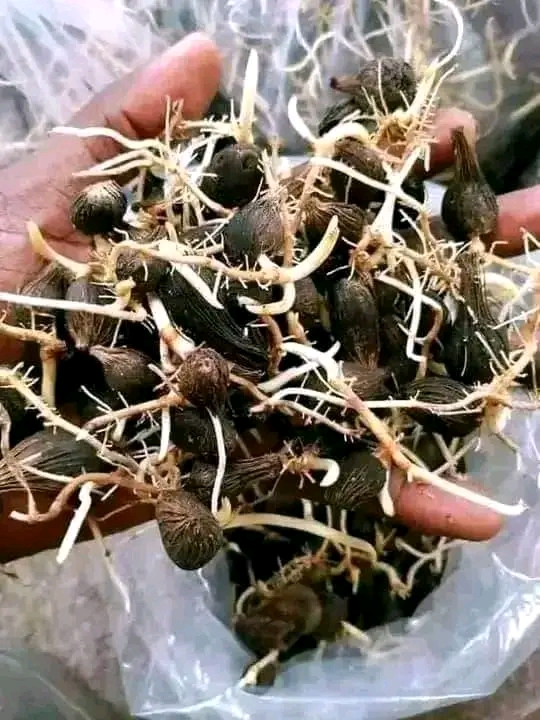les semences pregermées de palmier Sélectionné TENERA F1 papaye nain goyave Thaïlandais citron.... les semences pregermées de palmier Sélectionné TENERA F1 papaye nain goyave Thaïlandais citron....