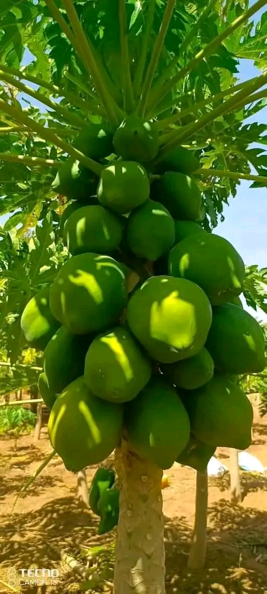 les semences de papaye nain goyave Thaïlandais citron avocat beurré corrosole