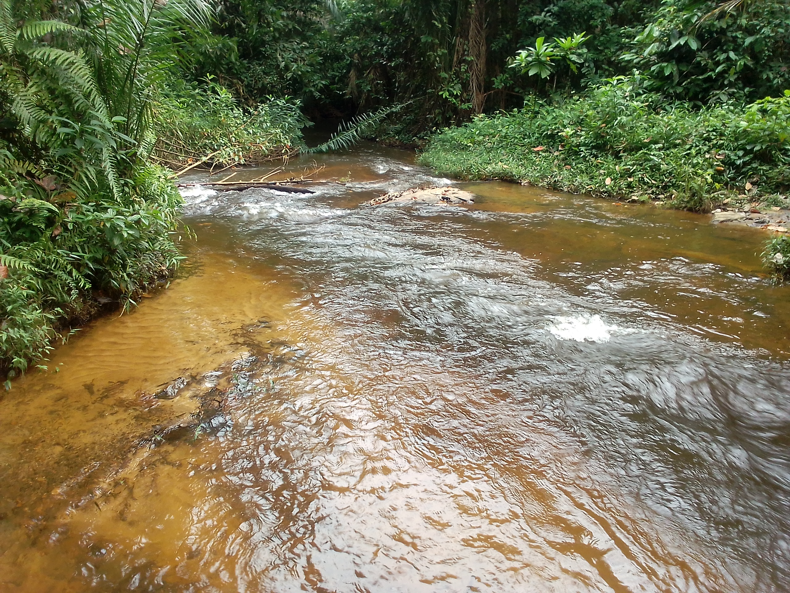 Terrain agricole en bordure de route de plus 500ha non titré à vendre à makondo dans la Sanaga-Marit