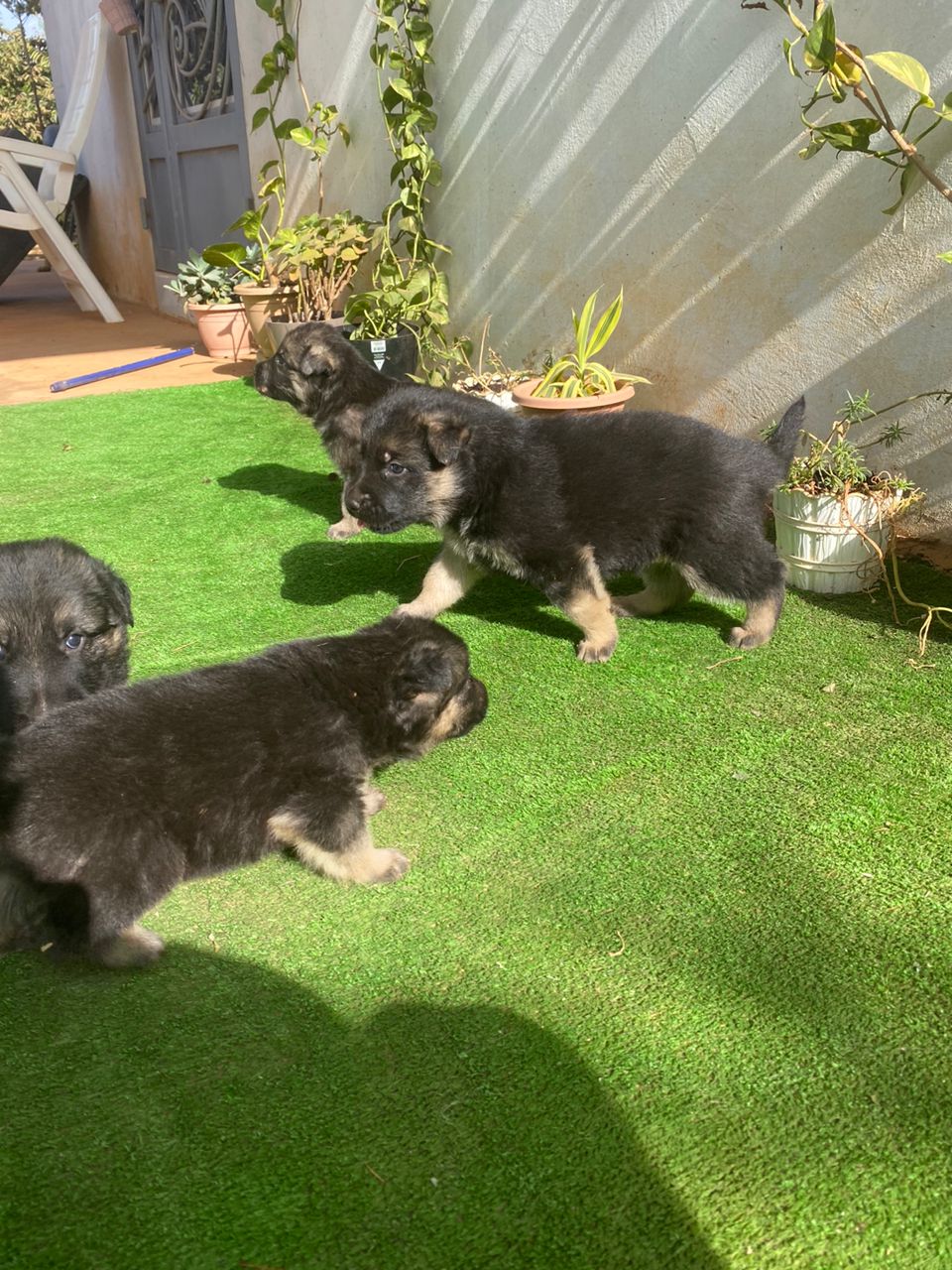 Berger Allemand pur sang