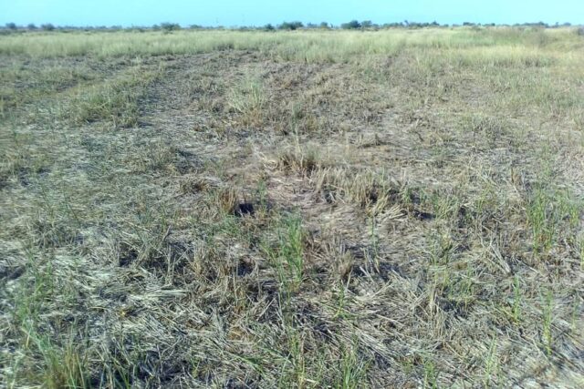 Terrain de 5 hectares à Ross Bethio