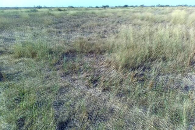 Terrain de 5 hectares à Ross Bethio