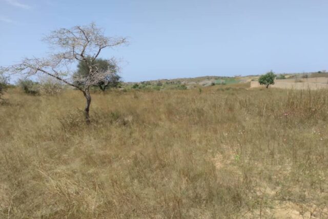 Terrain de 1 hectare à Darou Khoudoss