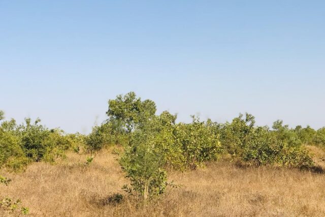 Terrain de 1,22 hectare à Thiénaba