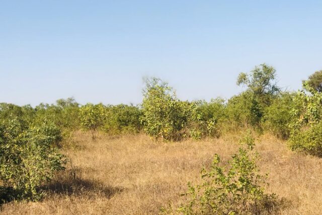 Terrain de 1,22 hectare à Thiénaba