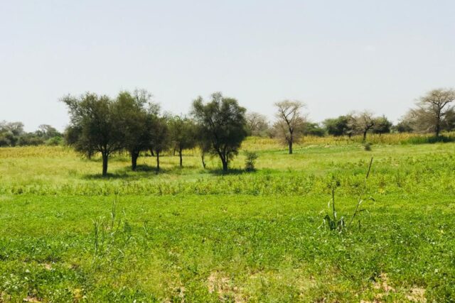 Terrain de 9 511 m² à Baba Garage