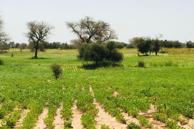 Terrain de 9 511 m² à Baba Garage
