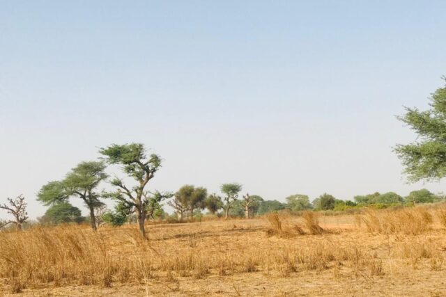 Terrain de 8 098 m² vers Touba Toul