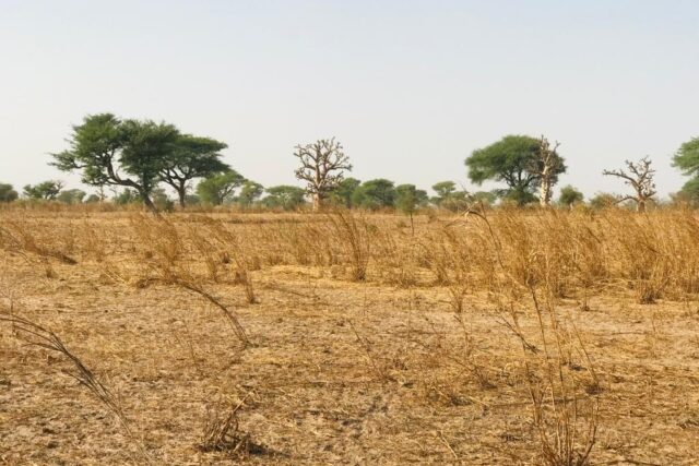 Terrain de 8 098 m² vers Touba Toul