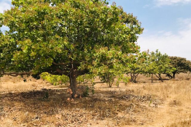 Verger Agricole de 1,07 hectare à Toubacouta