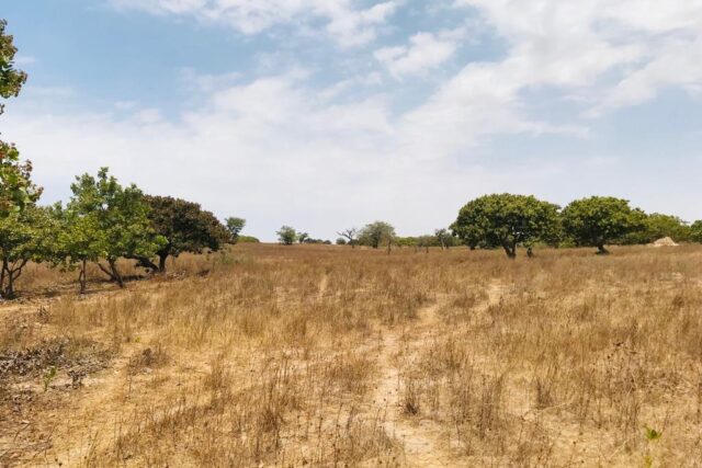 Verger Agricole de 1,07 hectare à Toubacouta
