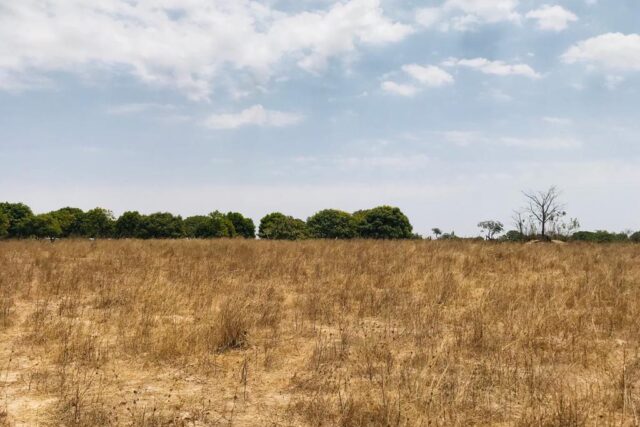 Verger Agricole de 1,07 hectare à Toubacouta