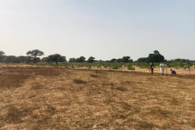 Terrain de 2,23 hectares à Chérif Lô