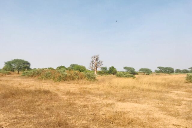 Terrain de 2,23 hectares à Chérif Lô