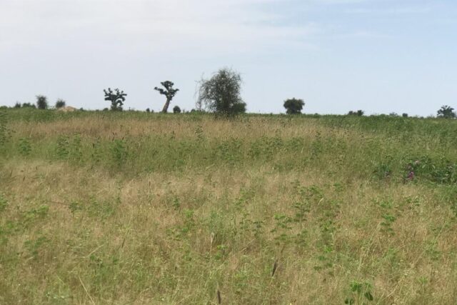 Terrain de 1,07 hectare à Ndiaganiao
