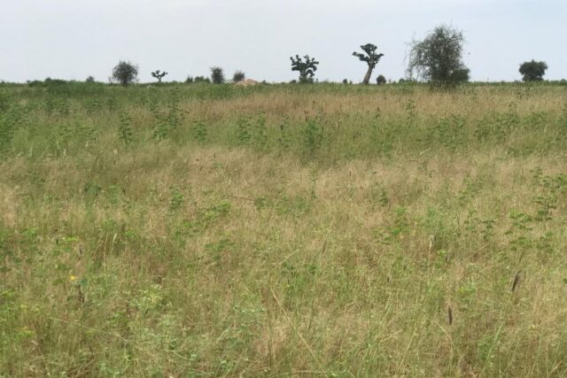 Terrain de 1,07 hectare à Ndiaganiao