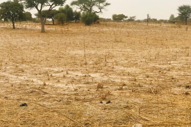 Terrain de 1,15 hectare à Thiénaba