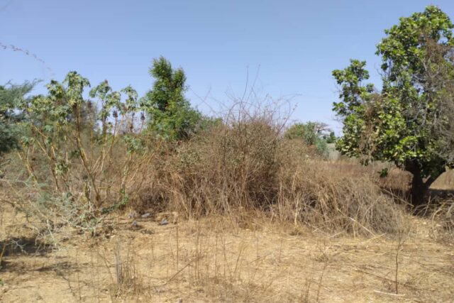 Verger Agricole de 3 106 m² vers Sandiara