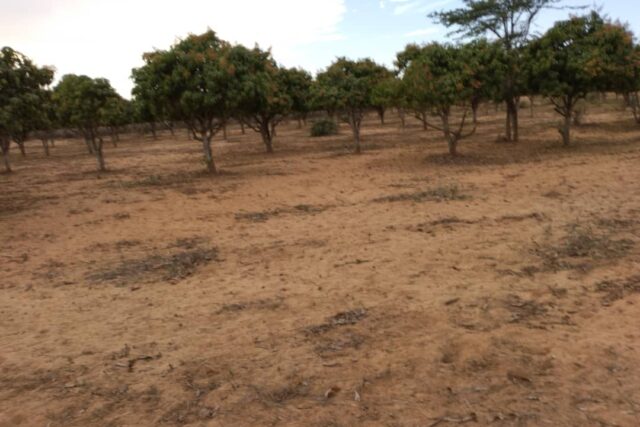 Verger de 2 733 m² vers Notto Gouye Diama