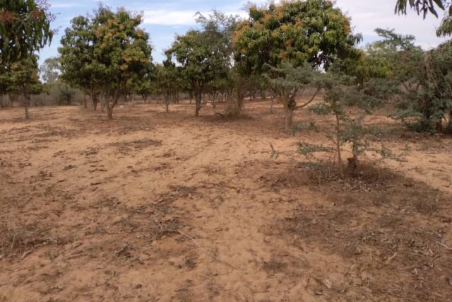 Verger de 2 733 m² vers Notto Gouye Diama