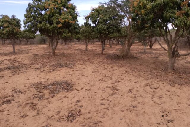 Verger de 2 733 m² vers Notto Gouye Diama