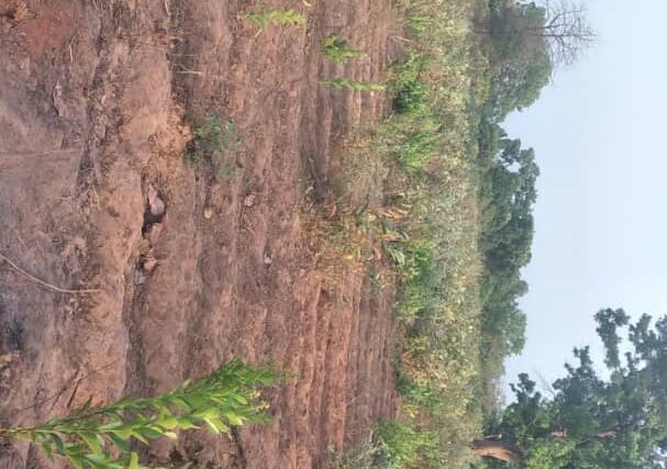 Terrain de 1 hectare vers Sedhiou