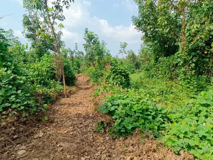 TERRAIN AZAGUIE-M'BROME