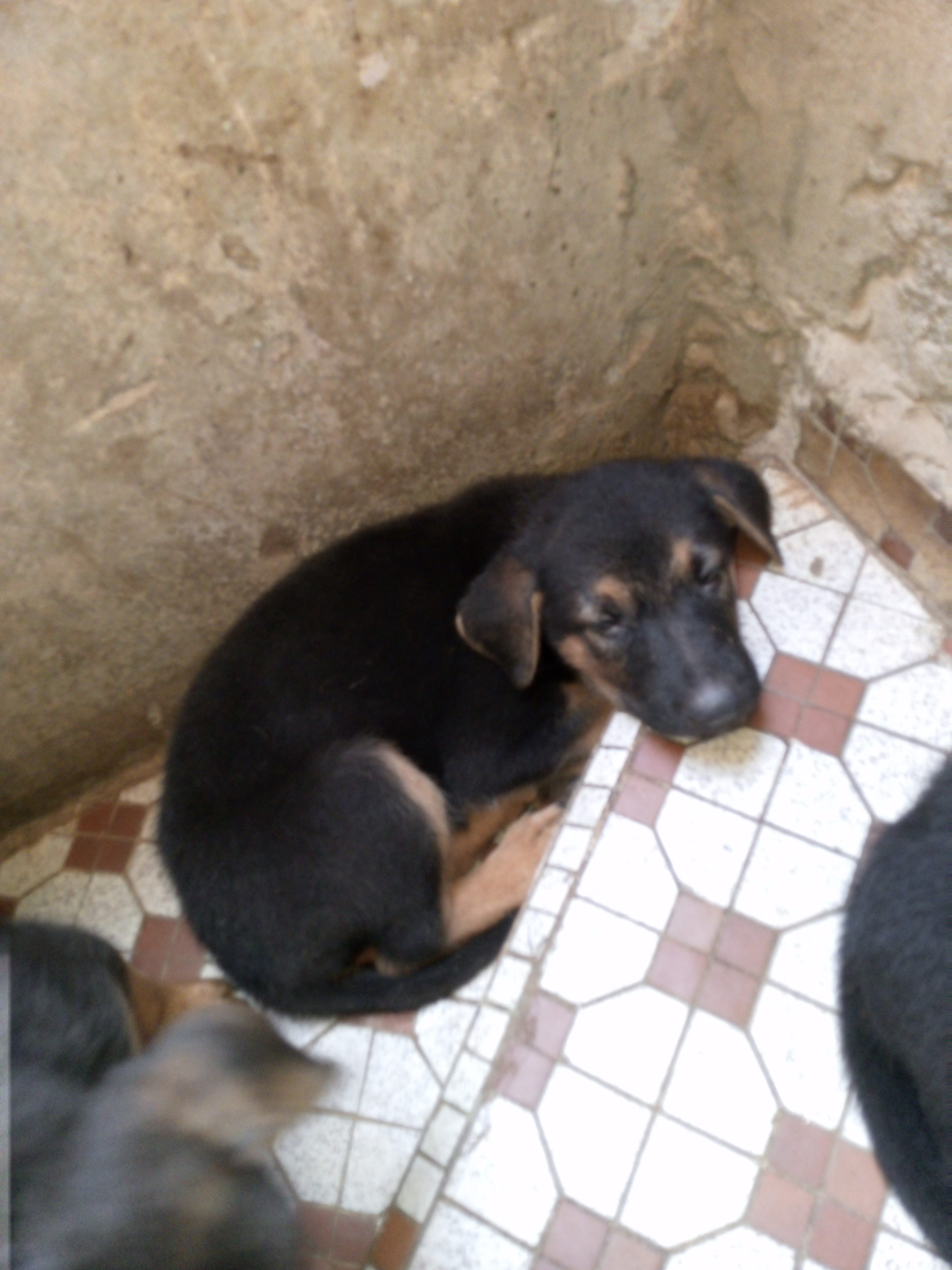 Chiots berger allemand