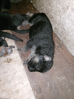 Chiots berger allemand