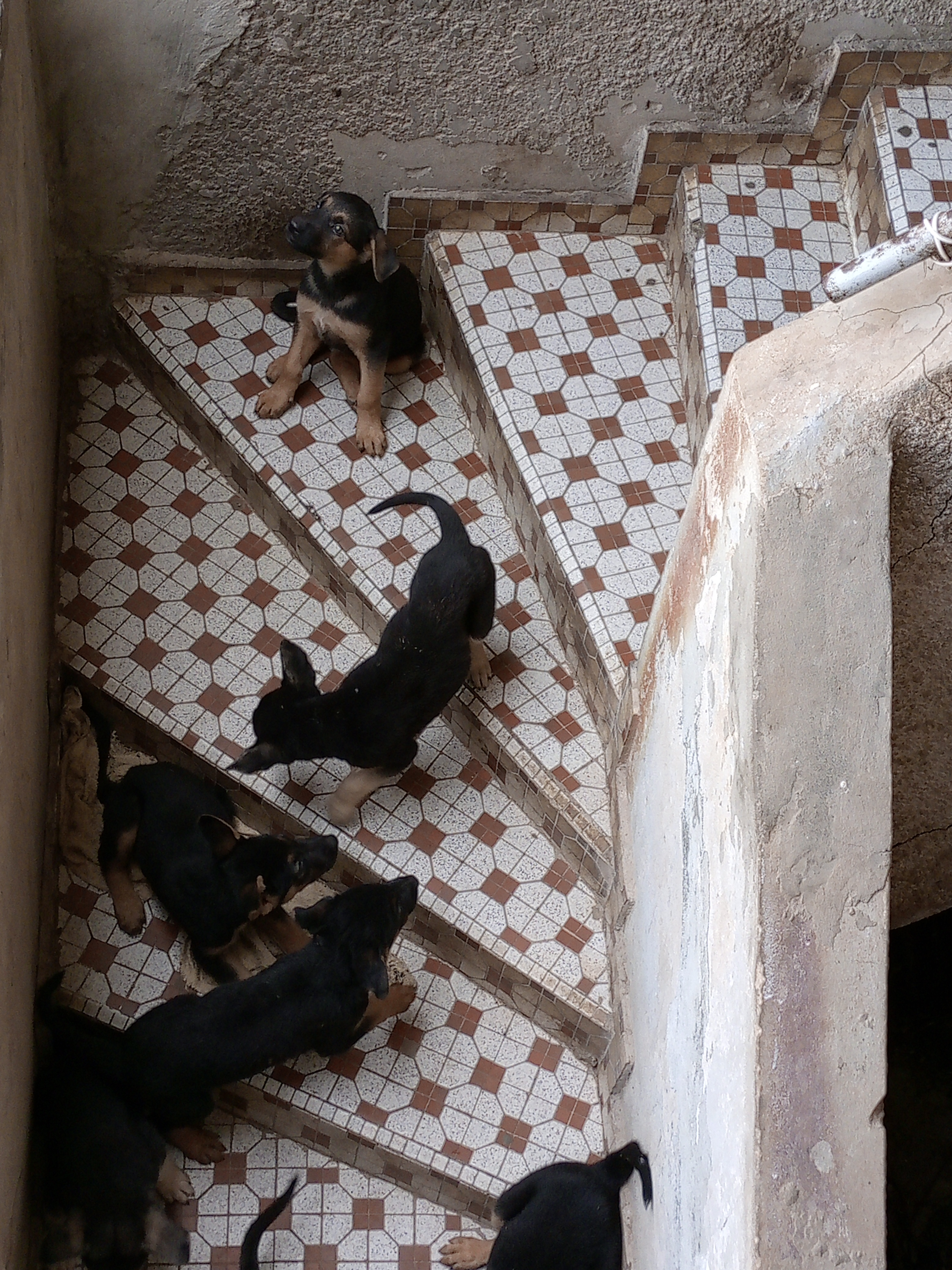 Chiots berger allemand