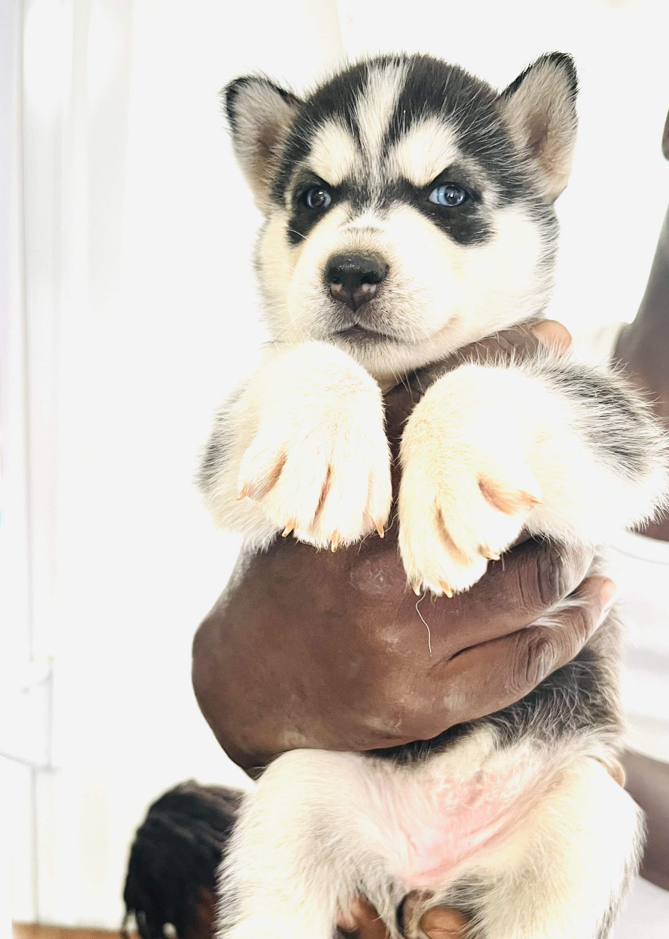 Magnifiques chiots sibériens