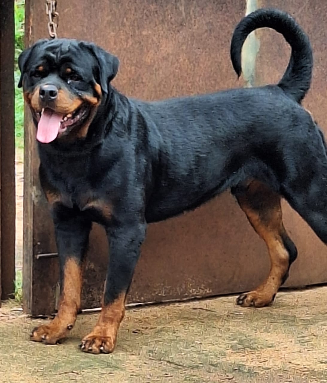 Nous disposons de plusieurs types de race pour adoption