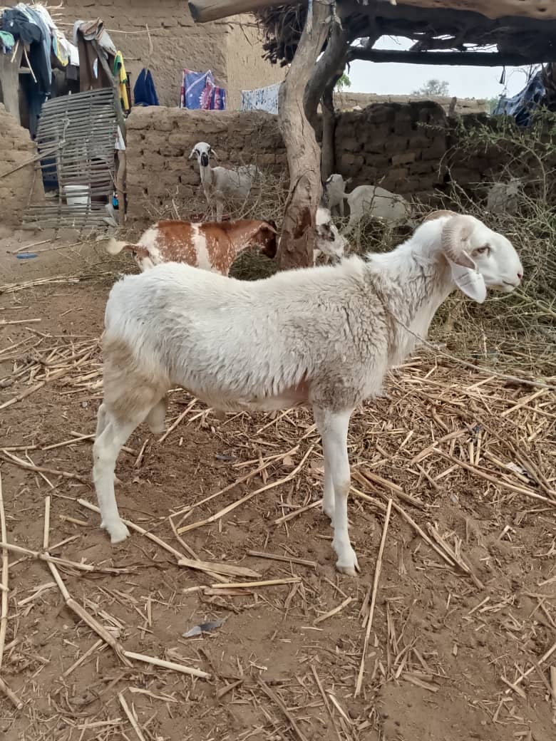 vous pouvez me contacter au +223 72566940