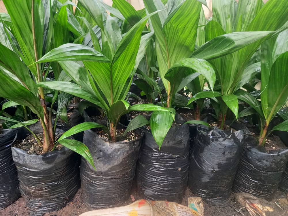 VENTE DE PÉPINIÈRES DE PALMIERS À HUILE