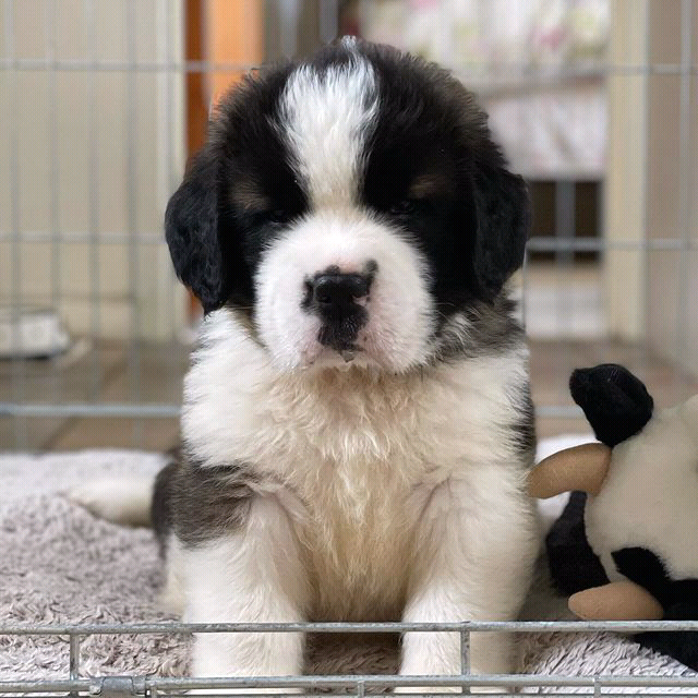 Saint Bernard Puppy for sale