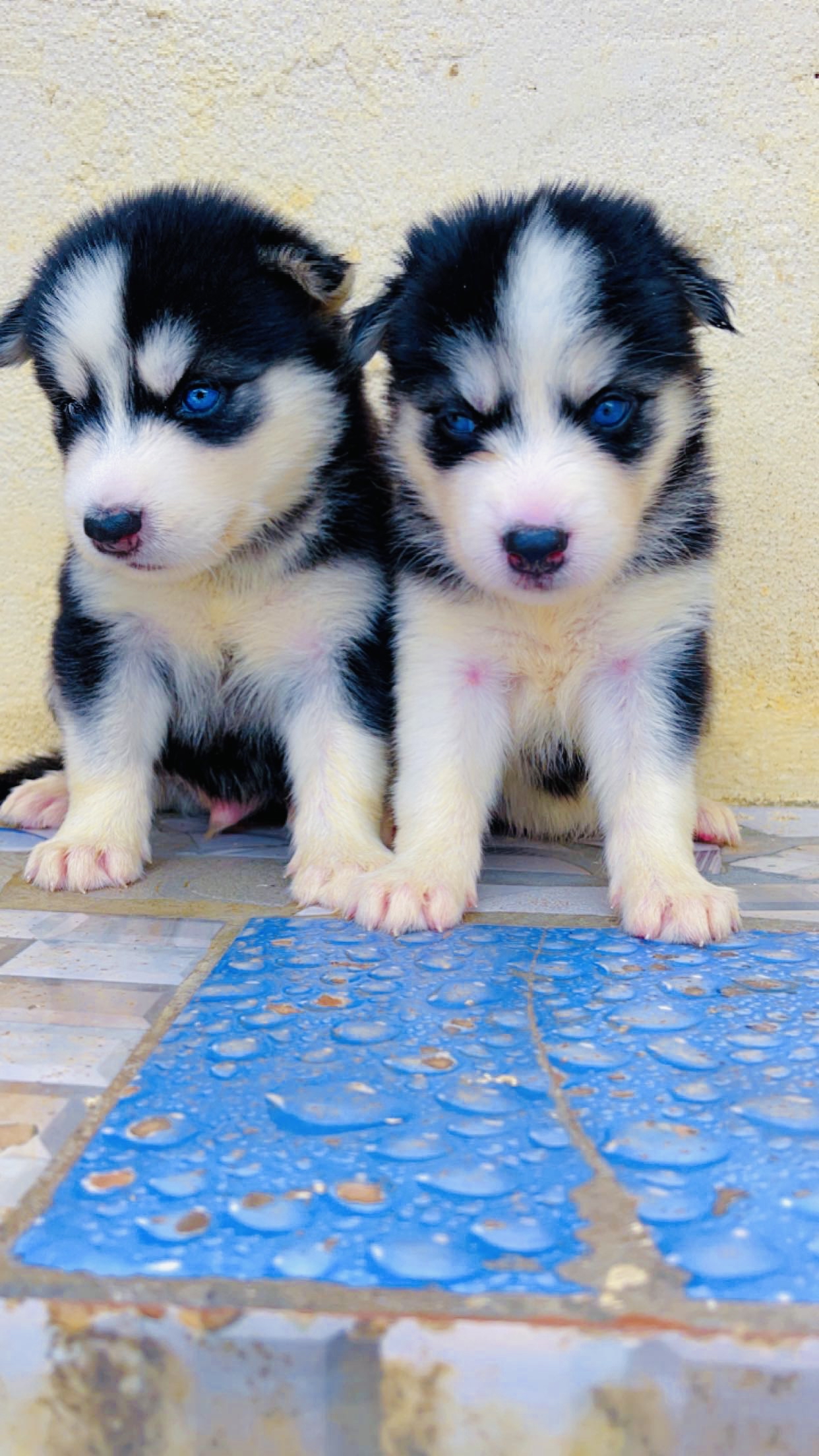 adoption de chien de race