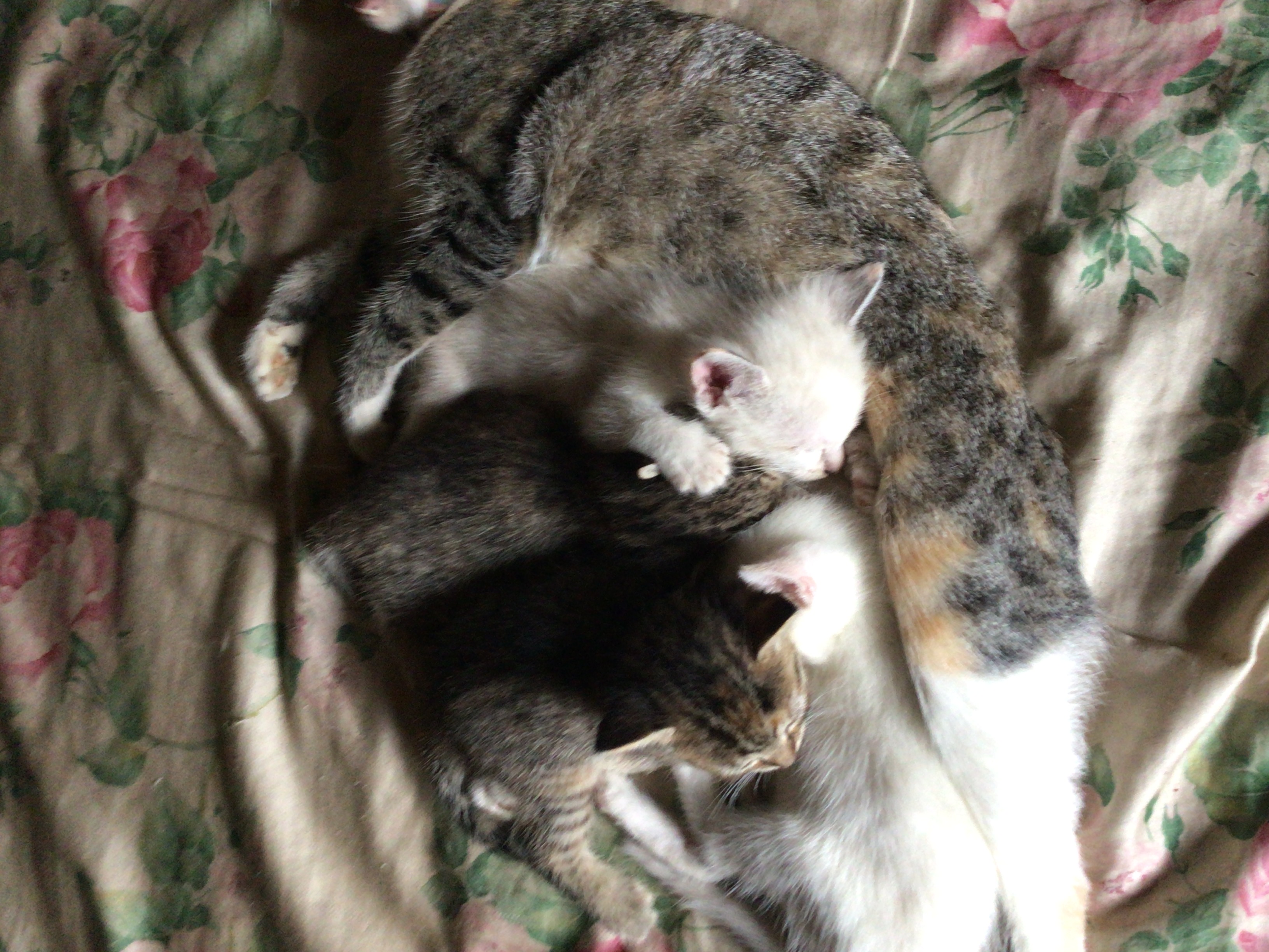 chatons de un mois disponible