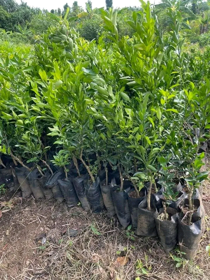 DES PLANTS SÉLECTIONNER D'ARBRE FRUITIERS A GRAND RENDEMENT EN VENTE DANS LA VILLE DE YAOUNDÉ