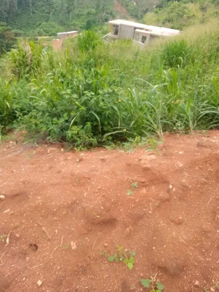 Terrain titré à vendre à Febe village Yaoundé à un prix cadeau