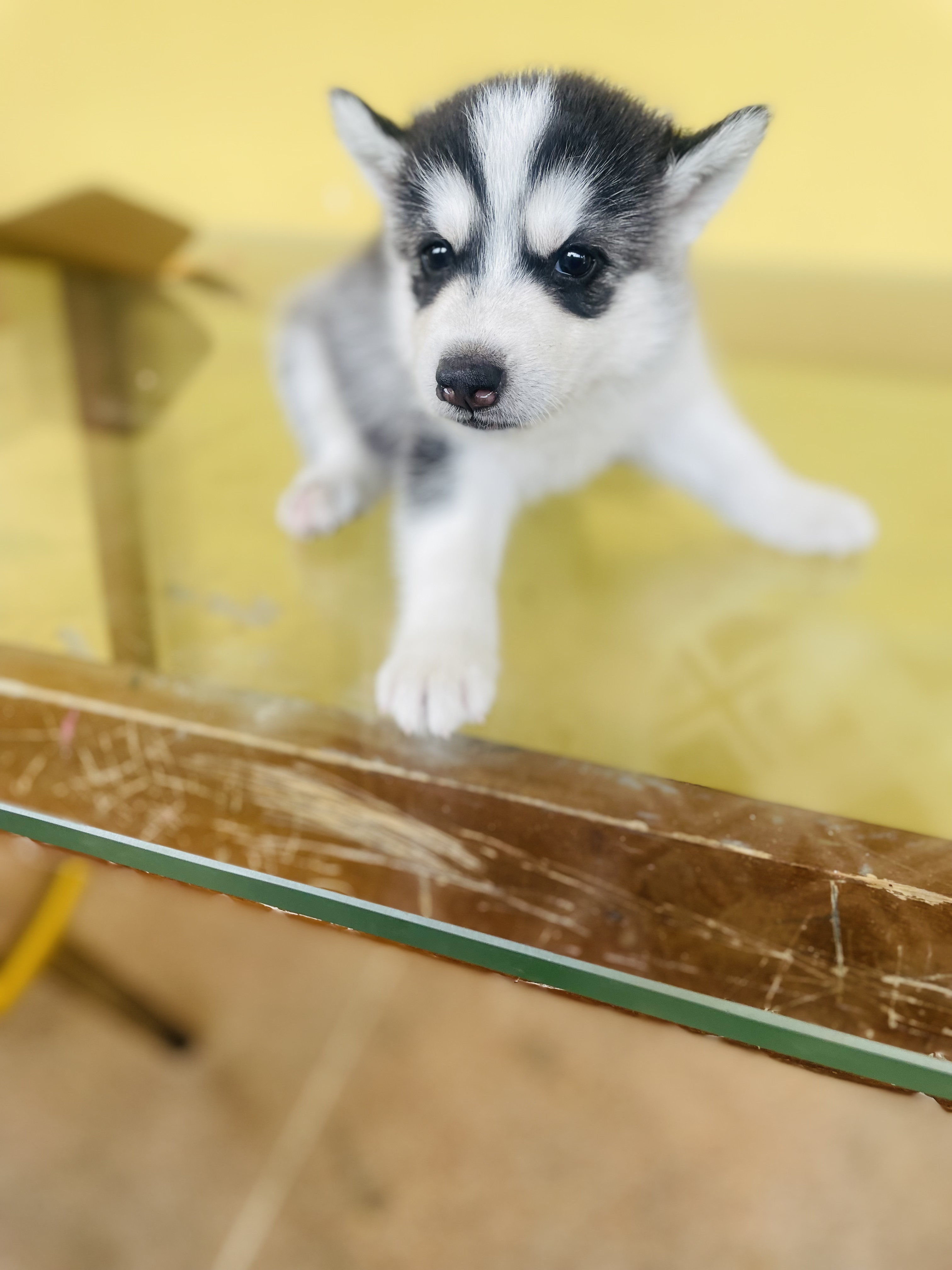 Vente de chien huskys