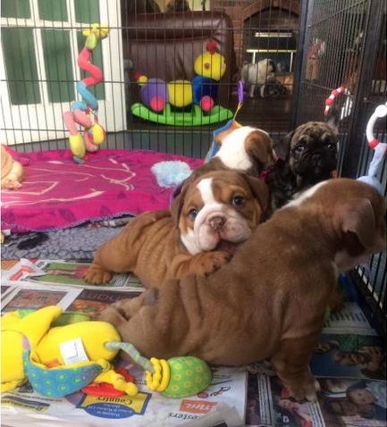 LOVELY ENGLISH BULLDOG PUPPIES FOR SALE LOVELY ENGLISH BULLDOG PUPPIES FOR SALE