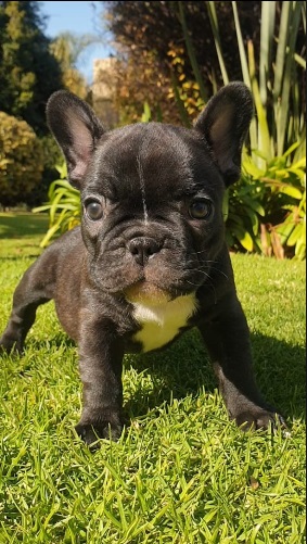 BEAUTIFUL FRENCHIE / FRENCH BULLDOG PUPPIES FOR SALE