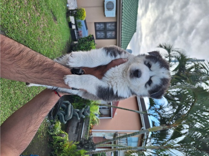 LOVELY SIBERIAN HUSKY PUPPIES FOR SALE